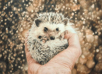 African Pygmy Hedgehog / Four-toed Hedgehog