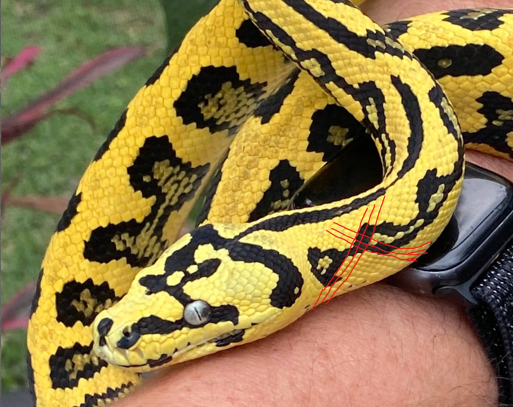 Jag Python's Commission- jag python by madolyntigerwolf16 on DeviantArt