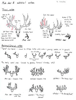 Sketchpage - Mule deer and whitetail antlers