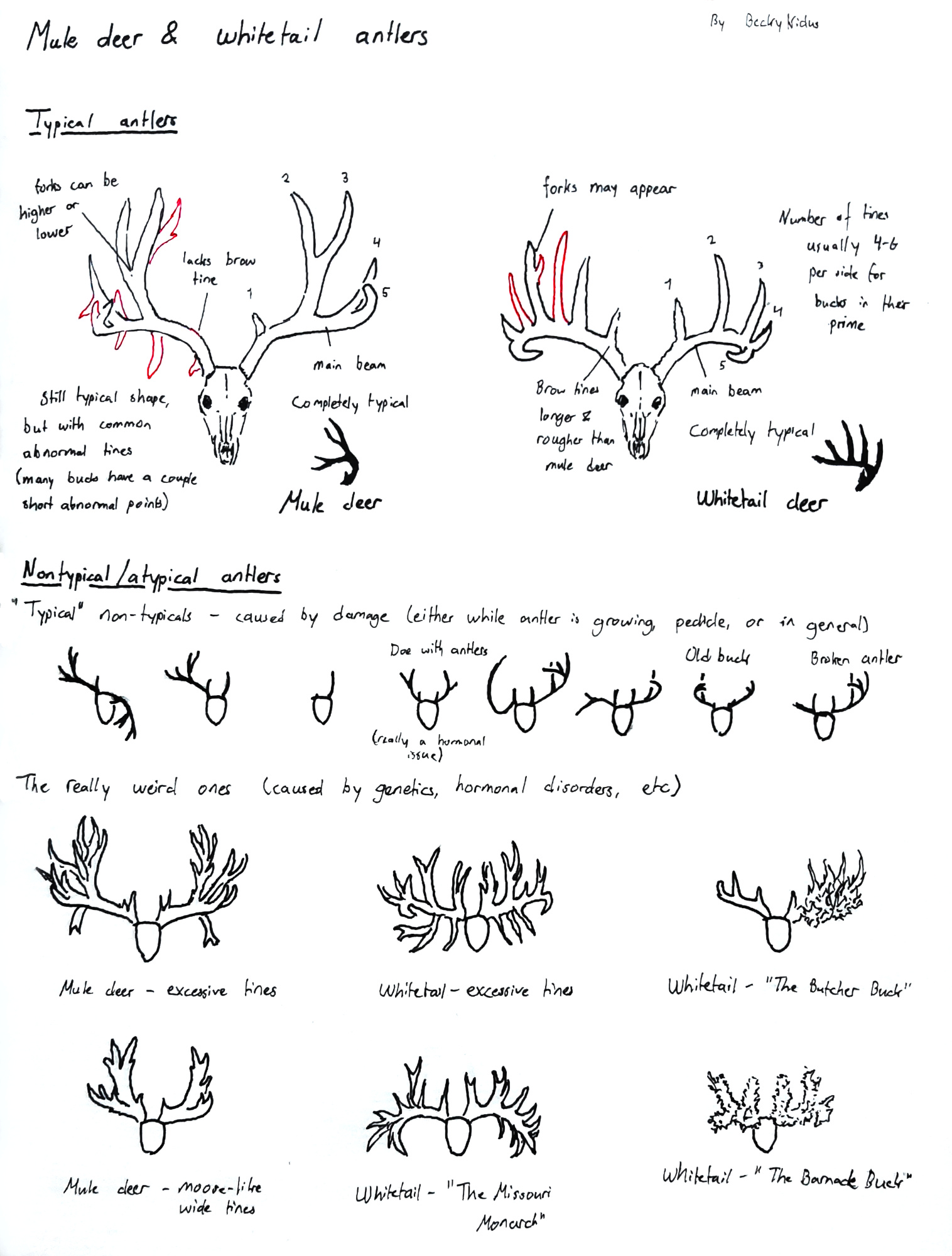 Sketchpage - Mule deer and whitetail antlers by BeckyKidus on