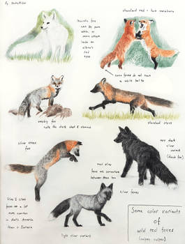 Sketchpage - Color variants of wild red foxes