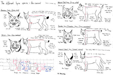 Sketchpage - The different lynx species + caracal