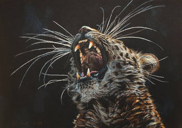 Amur Leopard - Yawn of Danger