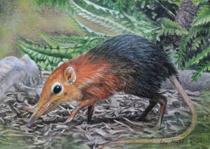 SeldomSeenSpeciesSunday - Black and rufous sengi