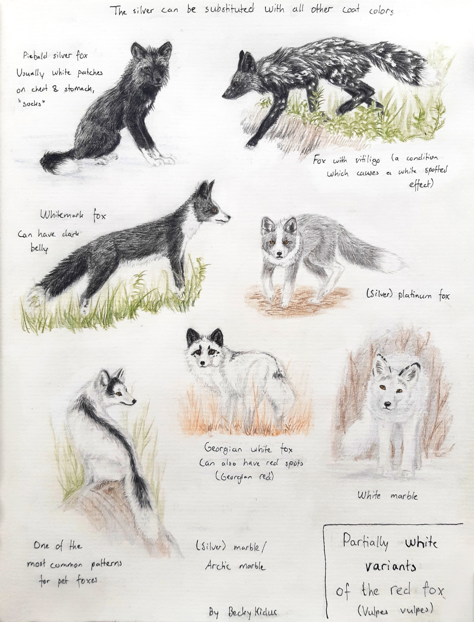 Fox Variants Sketchpage - Partially white red fox variants by BeckyKidus on DeviantArt