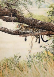 Leopard - King of the Savannah