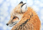 Red fox - Looking Back III by BeckyKidus