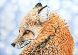 Red fox - Looking Back III