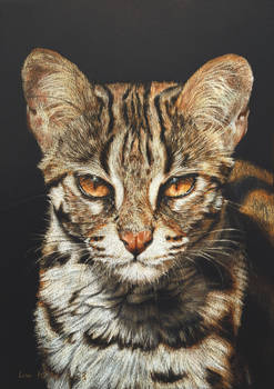 SeldomSeenSpeciesSunday - Leopard cat