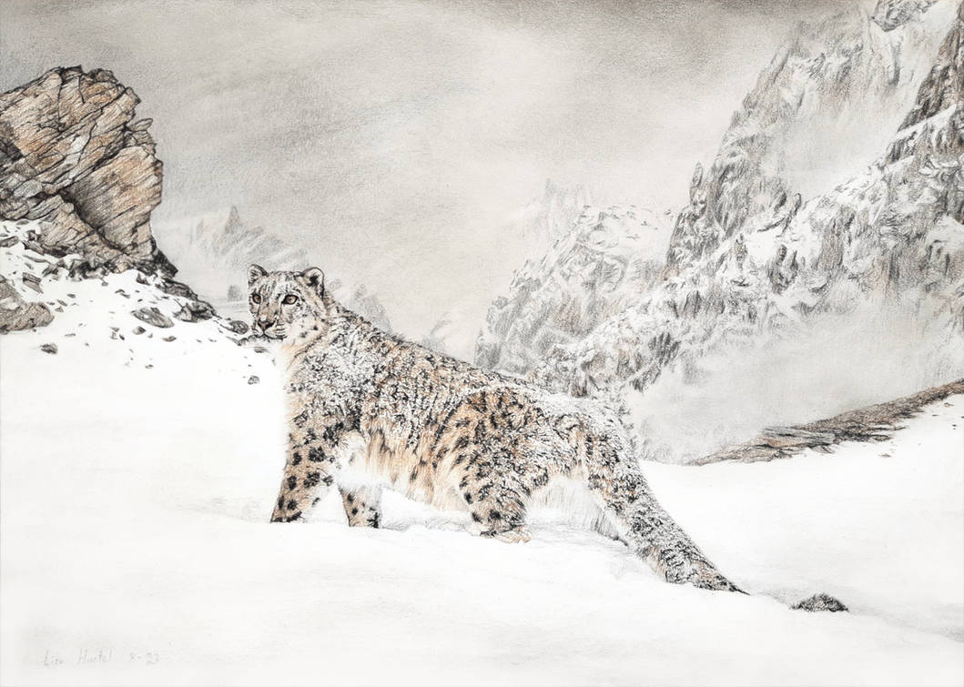 Snow Leopard - Mountain Majesty by BeckyKidus on DeviantArt