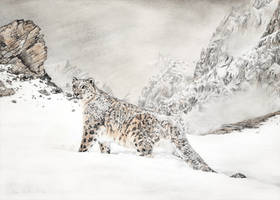 Snow Leopard - Mountain Majesty