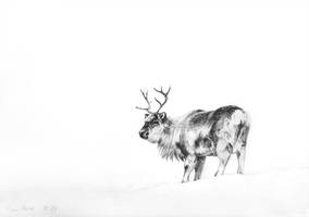 Svalbard reindeer