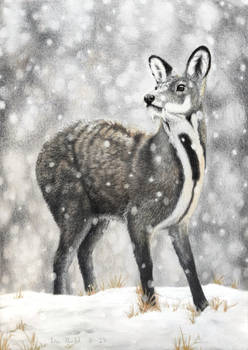 SeldomSeenSpeciesSunday - Anhui Musk Deer II