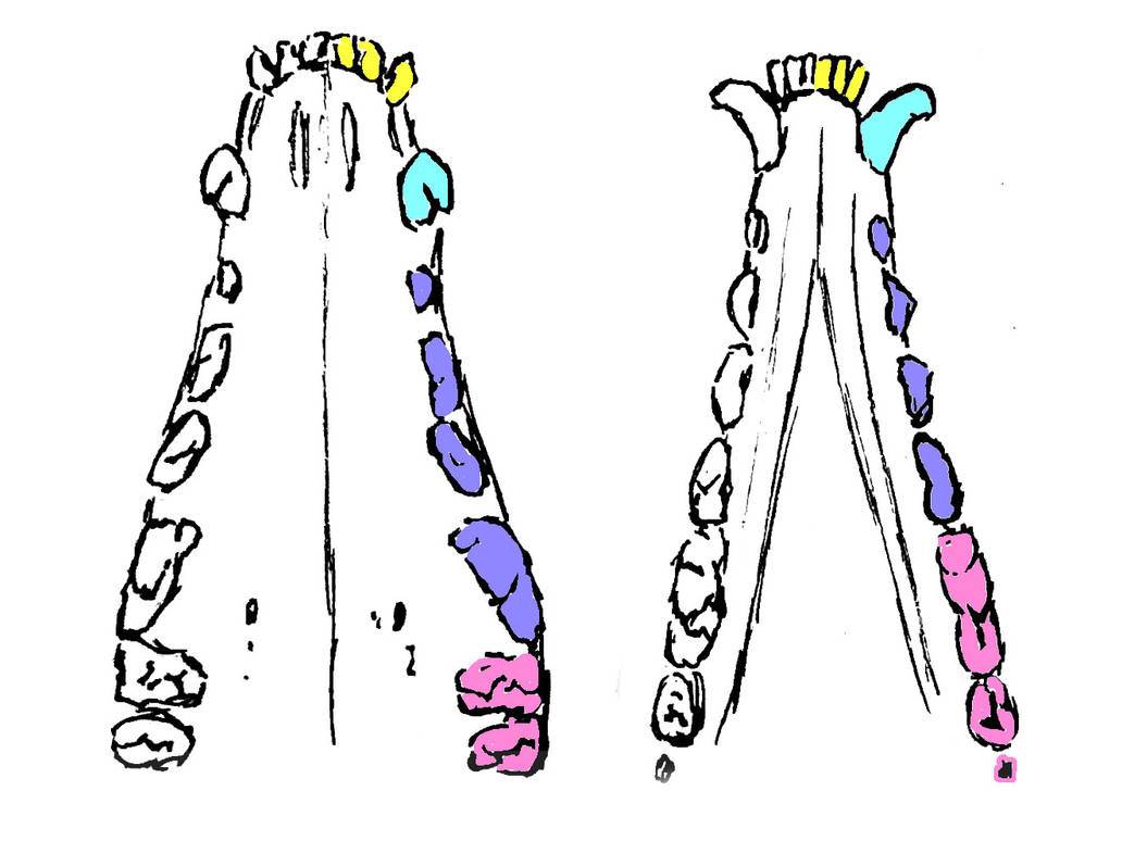 How to draw animal mouths and teeth by BeckyKidus on DeviantArt