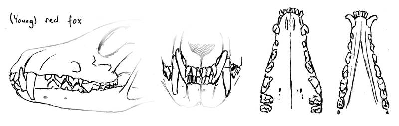 How to draw animal mouths and teeth by BeckyKidus on DeviantArt