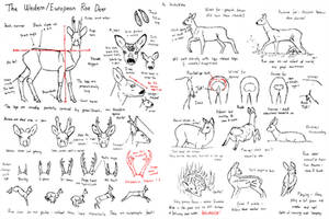 Sketchpage - Western/European Roe Deer