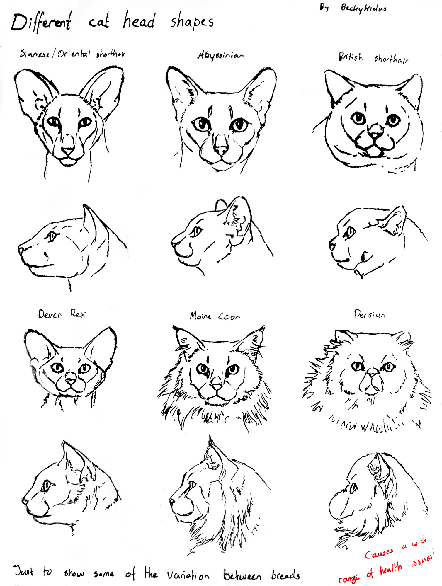 Sketchpage - Different cat head shapes by BeckyKidus on DeviantArt