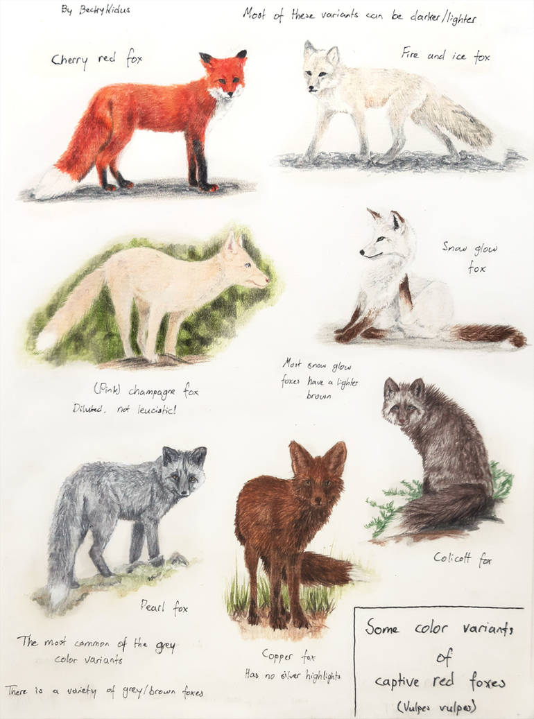 Deviantart Foxes Sketchpage - Color variants of captive red foxes by BeckyKidus on ...