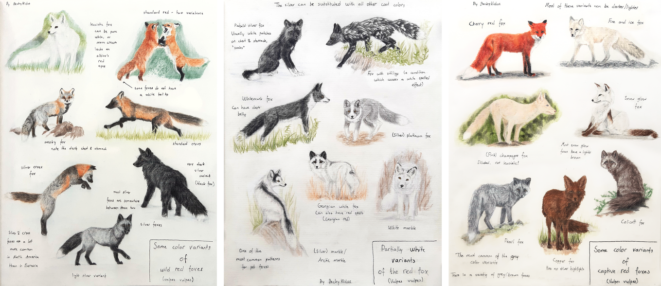 Sketchpage - Color variants of captive red foxes by BeckyKidus on ...