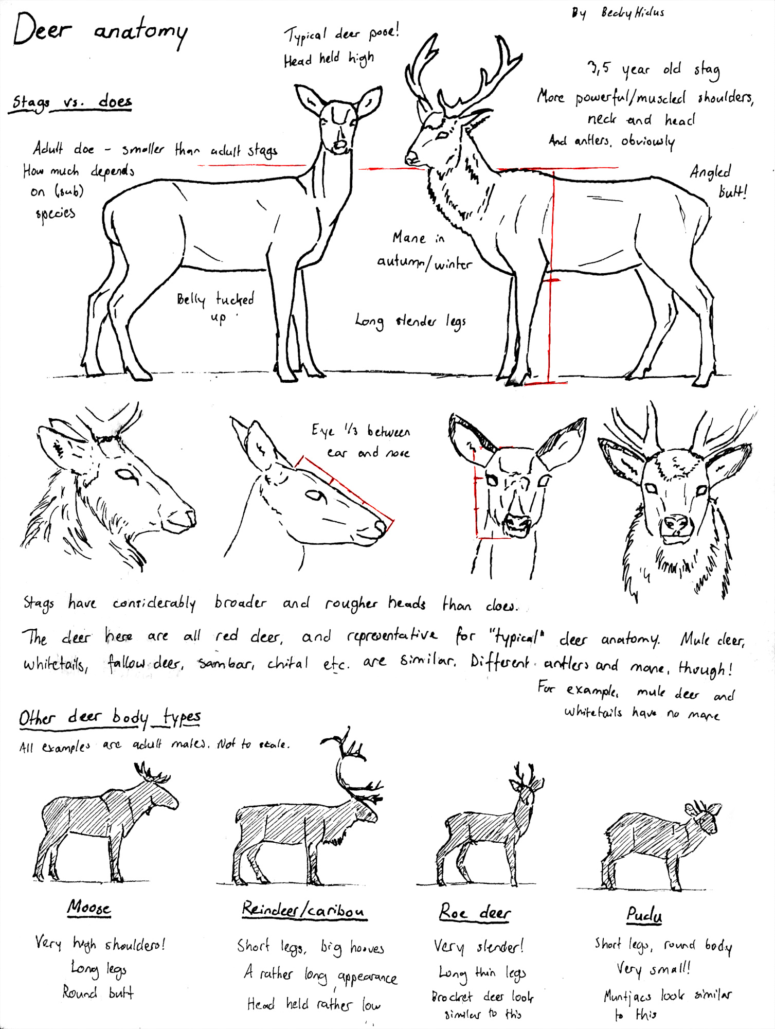 Sketchpage Deer Anatomy By BeckyKidus On DeviantArt sketchpage-deer-anatomy-by-beckykidus-on-deviantart