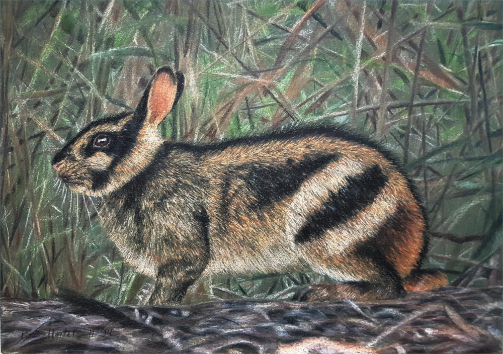 SeldomSeenSpeciesSunday - Sumatran Striped Rabbit by BeckyKidus on ...