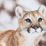 CardsForConservation - Mountain Lion
