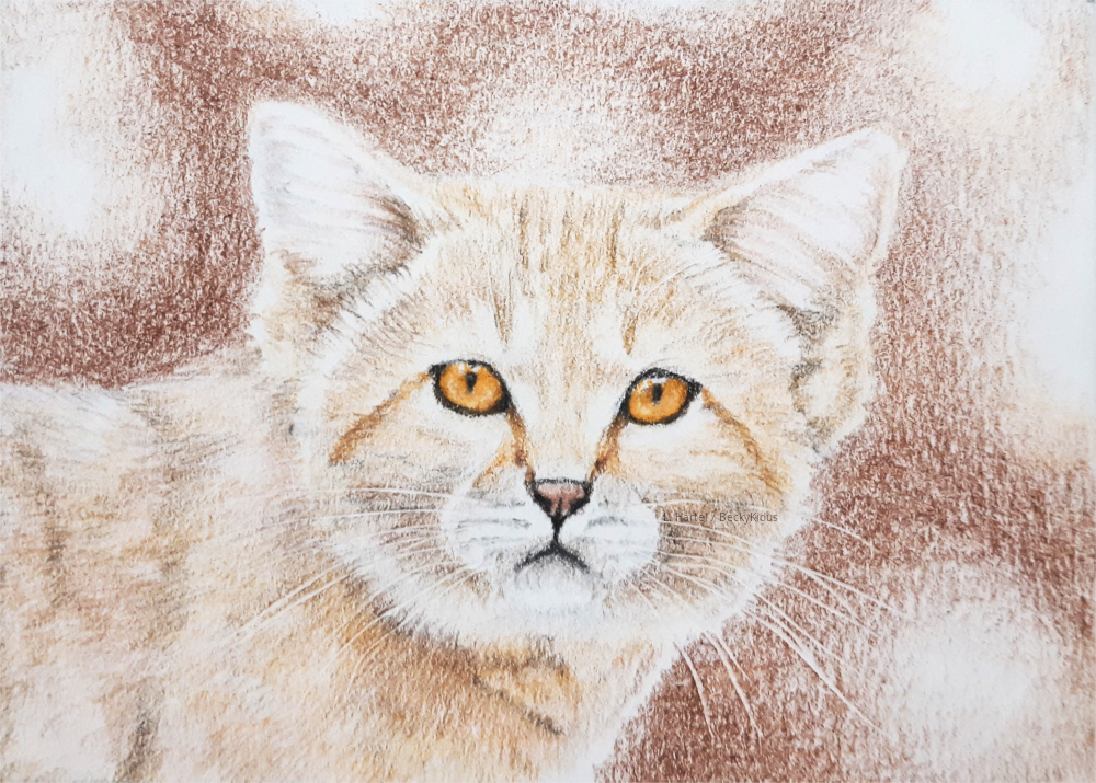 CardsForConservation - Sand cat