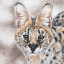 CardsForConservation - Serval