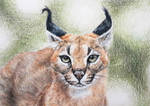 Vannmerket_CFC_ACEO_FR16_Caracal.jpg