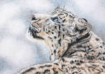 Vannmerket_CFC_ACEO_FR3_Snow_leopard.jpg