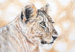 Vannmerket_CFC_ACEO_FR14_Lion.jpg