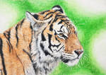 Vannmerket_CFC_ACEO_FR22_Tiger.jpg