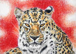 Vannmerket_CFC_ACEO_FR28_Amur_leopard.jpg
