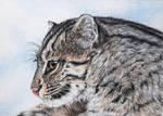 Vannmerket_CFC_ACEO_FR2_Fishing_cat.jpg