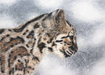 Vannmerket_CFC_ACEO_FR24_Marbled_cat.jpg