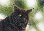 Vannmerket_CFC_ACEO_FR4_Melanistic_Bobcat.jpg