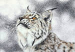 Vannmerket_CFC_ACEO_FR27_Eurasian_lynx.jpg