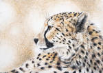 Vannmerket_CFC_ACEO_FR18_Spots.jpg