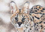 Vannmerket_CFC_ACEO_FR21_Serval.jpg