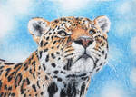 Vannmerket_CFC_ACEO_FR17_Jaguar.jpg