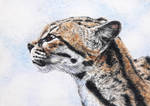 Vannmerket_CFC_ACEO_FR23_Margay.jpg