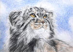 Vannmerket_CFC_ACEO_FR19_Pallas_Cat.jpg