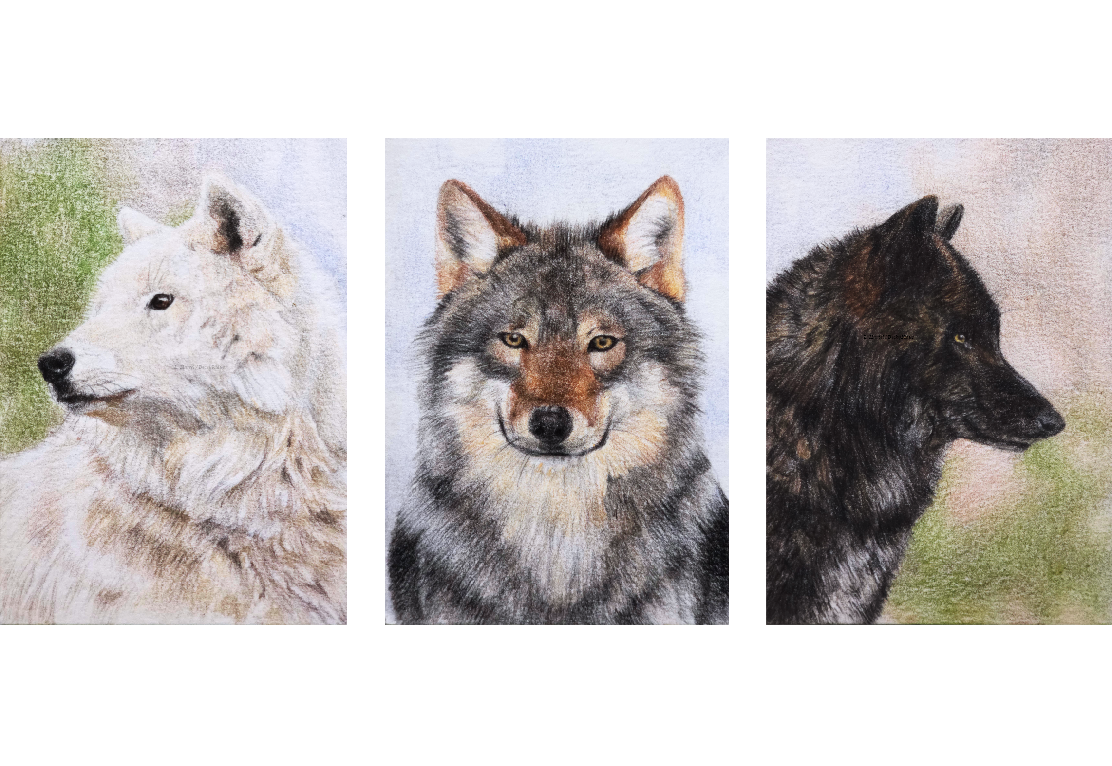 CardsForConservation - Grey Wolf