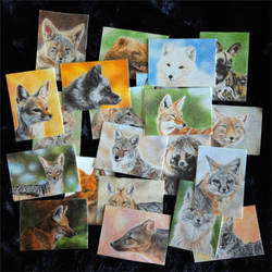 CardsForConservation Doggust WCE 2025 Set