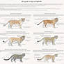 The guide to big cat hybrids