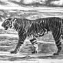 CardsForConservation - (Pseudomelanistic) Tiger