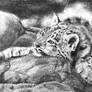 CardsForConservation - Snow Leopard
