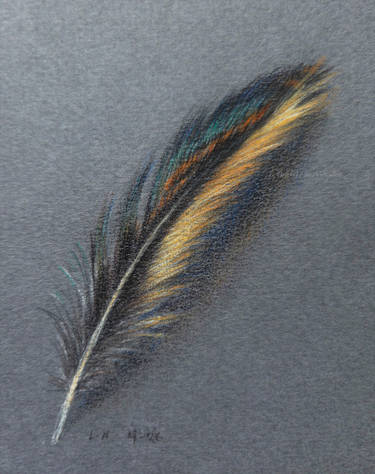 Jack Snipe Feather