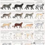 The various color morphs of wild felines