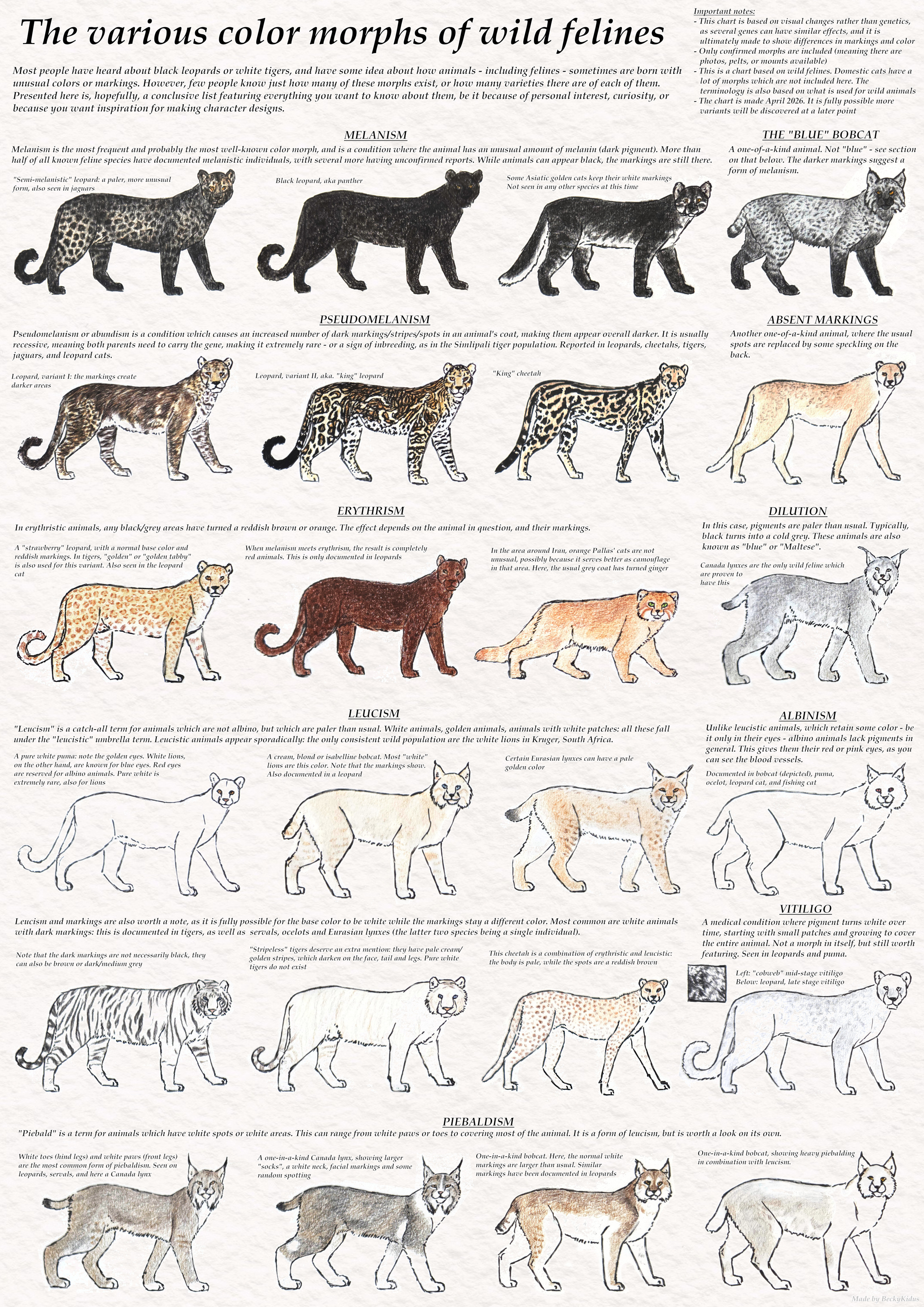 Polymorphic Color Animal The various color morphs of wild felines by BeckyKidus on DeviantArt